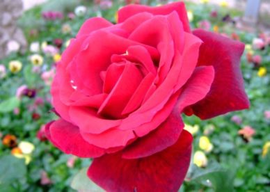 ورد جوري انستقرام Red Damask Rose Flower - صور ورد وزهور Rose Flower images
